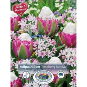 Raspberry Sundae Blend - 12 Bulb Pack