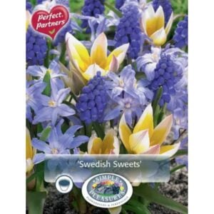 Swedish Sweets Blend - 40 Bulb Pack