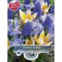Swedish Sweets Blend - 40 Bulb Pack