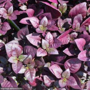 Alteranthera – Purple Prince – 4.5″ Pot