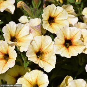 Petchoa SuperCal Premium – French Vanilla – 4.5″ Pot