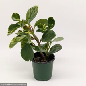 Peperomia – Marble Variegated – 4″ Pot