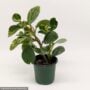 Peperomia – Marble Variegated – 4″ Pot