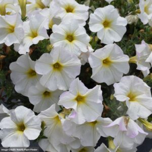 Petchoa Supercal Premium – Pearl White – 4.5″ Pot