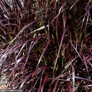 Pennisetum - Rubrum - 4.5" Pot