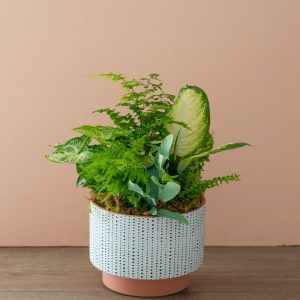 Indoor Garden