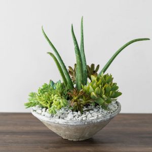 Succulent Bowl