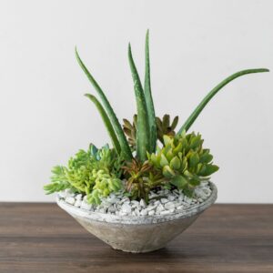 Succulent Bowl