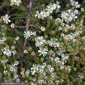 Aster – Snow Flurry – #1 Container