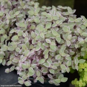 Callisia - Pink Lady - 4" Pot