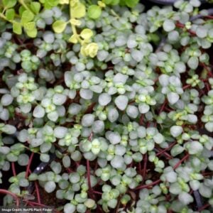 Pilea - Aquamarine - 4" Pot