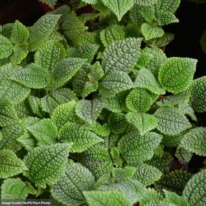 Pilea – Friendship – 4″ Pot