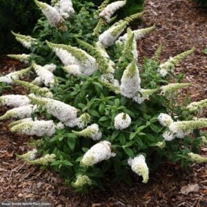 Butterfly Bush – Pugster White® – #3 Container