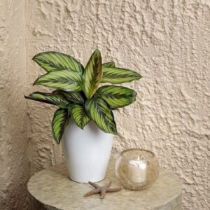 Calathea - Beauty Star - 5" Pot