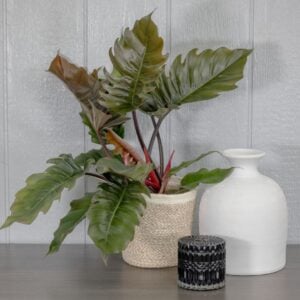 Philodendron - Zigzag (Pluto) - 7" Pot