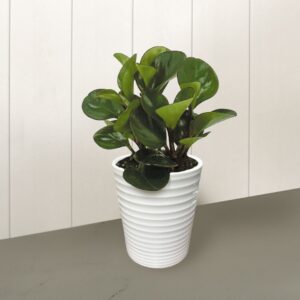 Peperomia - Savory Delights™ Spice is Nice™ - 3.5" Pot