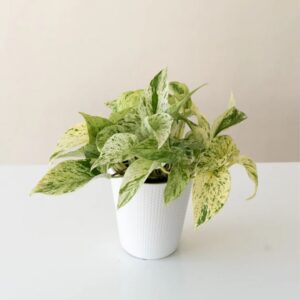Pothos (Epipremnum aureum) - Beautifall® Snow Leopard - 5" Pot