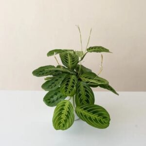 Prayer Plant (Maranta) - Siesta™ Lemon-Lime - 5" Pot