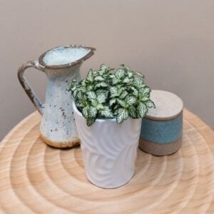Fittonia – Network News™ All the Time™ – 3.5″ Pot