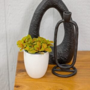 Fittonia – Primetime™ – 3.5″ Pot