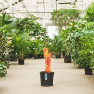 Tangelo Minneola Tree - #5 Container