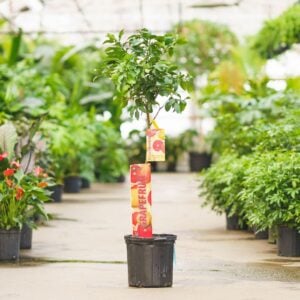 Grapefruit Tree – Ruby Red – #5 Container