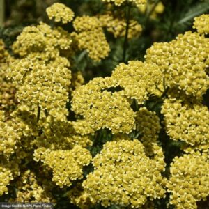 Yarrow (Achillea) – Firefly Sunshine – #1 Container