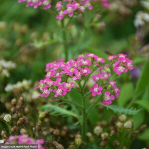 Yarrow (Achillea) – Milly Rock™ Rose – #1 Container
