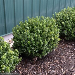 Boxwood – NewGen® Freedom® – 8″ Container