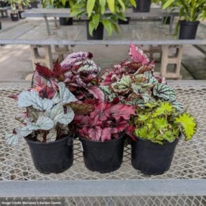Rex Begonia