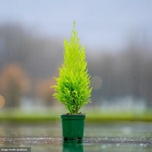 Cypress (Goldcrest) - Lemon - 4" Pot