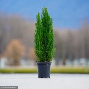 Cypress (Ellwoodii) - Dark Green - 6" Pot