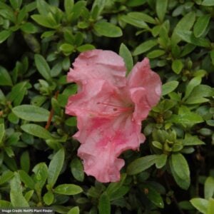 Azalea – Gumpo Pink – #3 Container