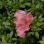 Azalea – Gumpo Pink – #3 Container