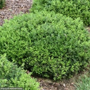 Boxwood – Tide Hill – #1 Container