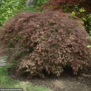 Japanese Maple – Inaba Shidare Laceleaf – #2 Container