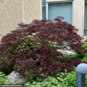 Japanese Maple – Red Dragon Laceleaf – #2 Container