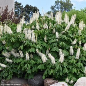 Buckeye – Bottlebrush – #1 Container