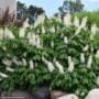 Buckeye – Bottlebrush – #1 Container