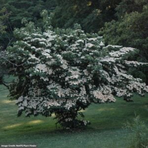 Dogwood – Kousa Milky Way Select – #3 Container