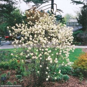 Fothergilla – Blue Mist – #3 Container