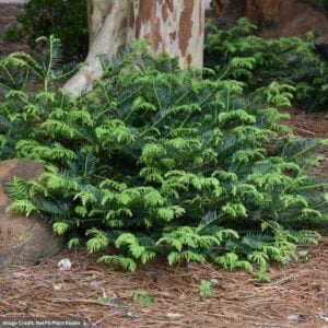 Japanese Plum Yew – Prostrate – #3 Container