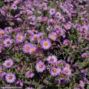 Aster – Woods Purple – #1 Container