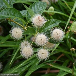 Button Bush – #3 Container