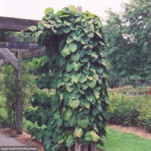 Dutchmans Pipe Vine – #1 Container