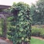 Dutchmans Pipe Vine – #1 Container
