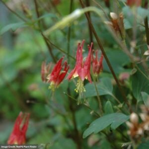Columbine (Aquilegia) – Little Lanterns – #1 Container
