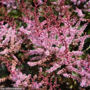 False Spirea (Astilbe) – Delft Lace – #1 Container