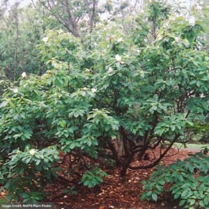 Franklin Tree – #3 Container