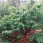 Franklin Tree – #3 Container